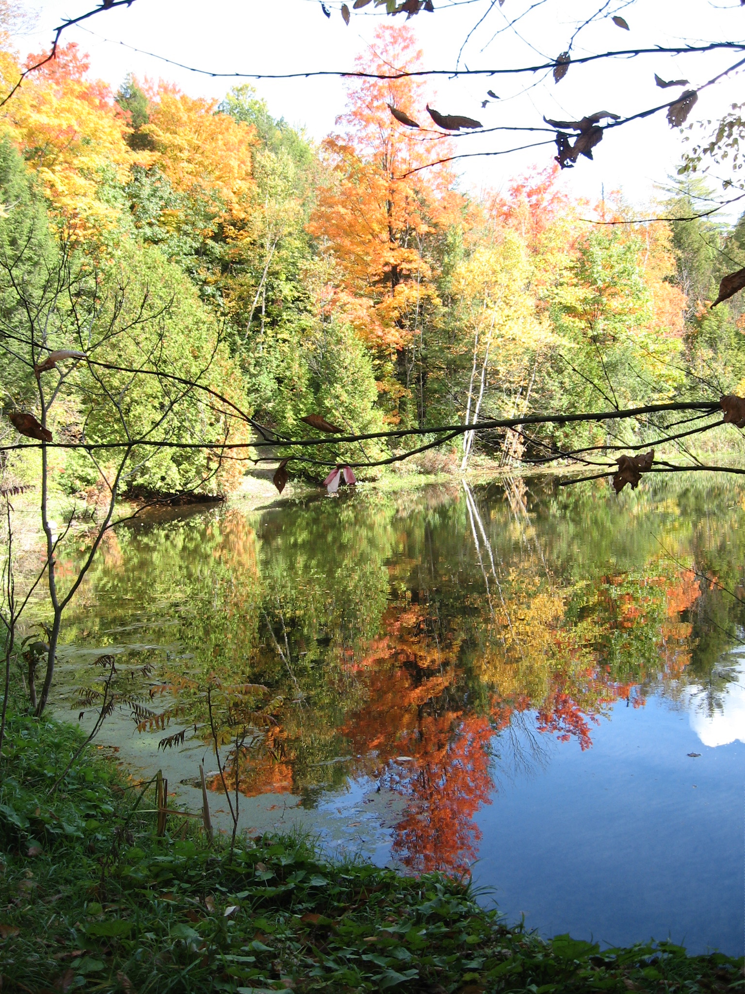 Tree reflections 1